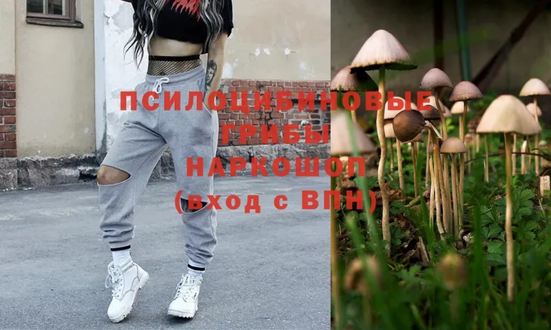 Галлюциногенные грибы Psilocybe  Верхотурье 